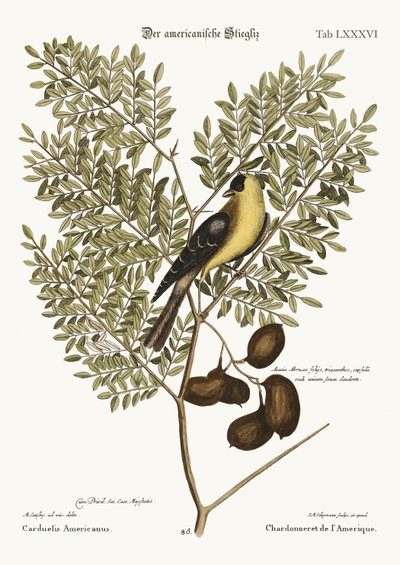 Il cardellino americano, 1749-73 da Mark Catesby